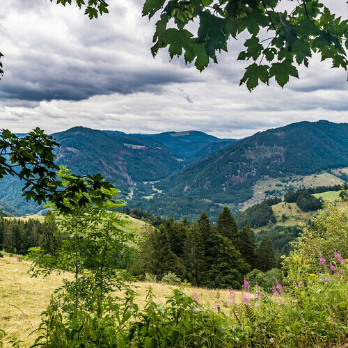 Blick in Richtung Feldberg und dem Herzogenhorn