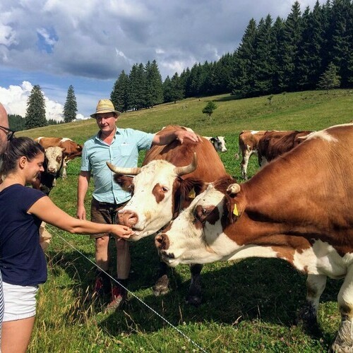 Das Hinterwlder Rind auf der Weide