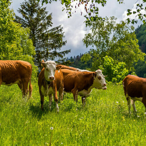 Hinterwlder Rinder am Fue des Belchens