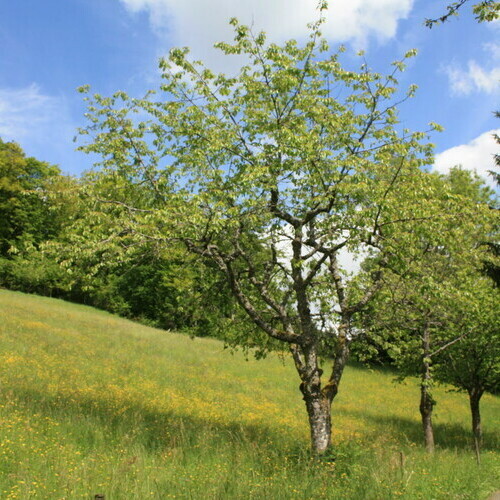 Natur pur inmitten des Sdschwarzwaldes