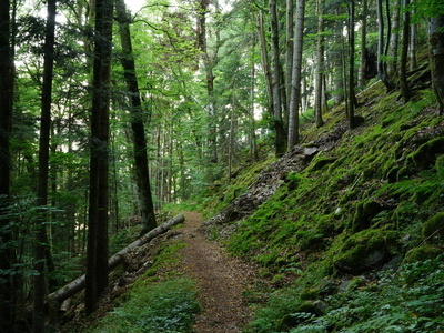 Bannwaldwanderung auf dem Urwaldpfad