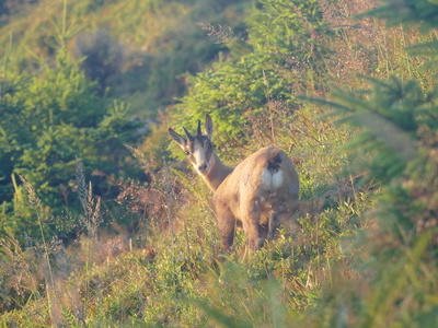 Gams am Berg Gams am Berg