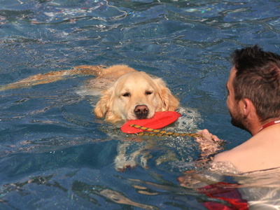 Ein Badegast schwimmt mit seinem Hund im Wasser des Freibads. Der Hund hat eine rote Frisbee in der Hand, der Badegast hlt ein Seil, das sich daran befindet.