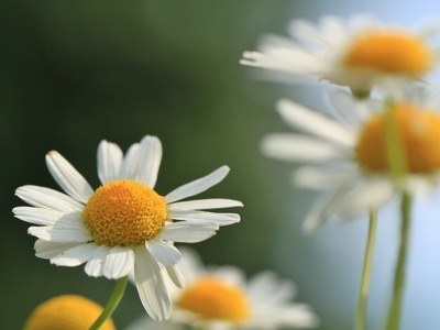 Blume auf dem Weg der Kr�uterwanderung rund um Tunau