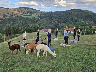 Damen beim Yoga machen auf der Alpaka Weide mit Ausblick auf Fr�hnd