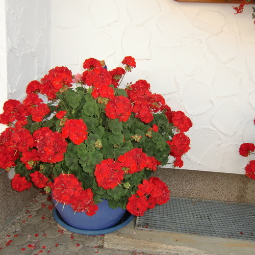 Blumengruß - 
