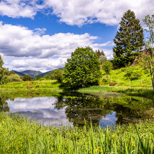 Der idyllische Letzbergweiher, oberhalb von Schönau. - 